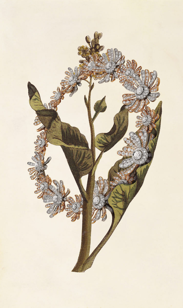 Rhubarb, leaves, pale yellow flowers. Illustration from Images of Medicinal Plants, 1796. --- Image by © amanaimages/Corbis