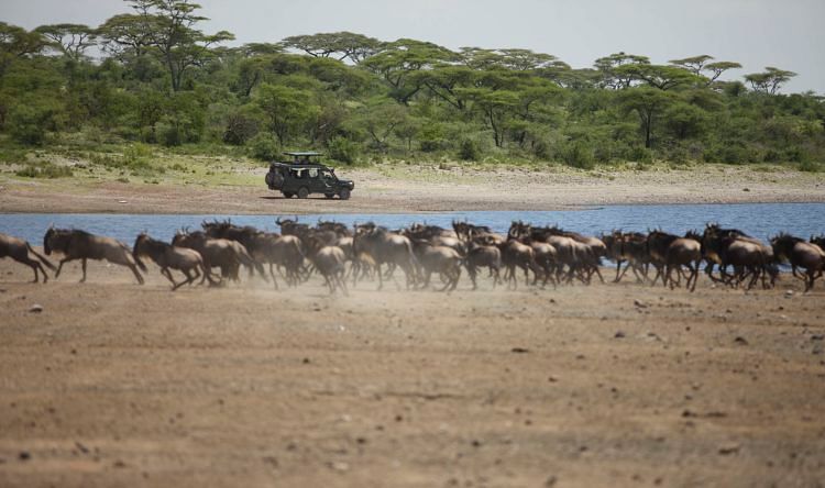 andBeyond在坦桑尼亚拥有多个营地，能够观看野生动物大迁徙。